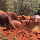 Elephant Mud Bath