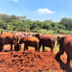 Baby Elephants Playing With Each Other