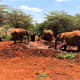 Elephant Mud Bath