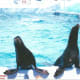 Seals at Hershey Park, 2002.