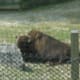 A bison at Zooamerica, August 2011