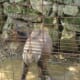 ZooAmerica, August 2011