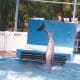 A dolphin at Hershey Park