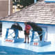 Seal show at Hershey Park