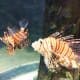Lionfish