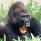 Gorilla at the National Zoo in Washington DC