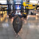 Lockheed SR-71 Blackbird at the Smithsonian National Air and Space Museum in Washington, DC
