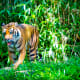 Tiger at the National Zoo in Washington DC