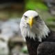 Bald Eagle at the National Zoo in Washington DC