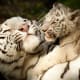 Royal White Tiger mom playing with cub at the National Zoo in Washington DC
