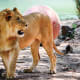 Lion at the National Zoo in Washington DC