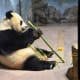 Panda at the National Zoo in Washington DC