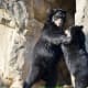 Bears playing at the National Zoo in Washington DC