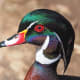 Wood Duck at the National Zoo in Washington DC