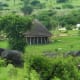 Elephants walking by the cottages