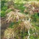 japanese-tea-garden-in-houston-texas-serenity-in-hermann-park