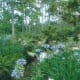 japanese-tea-garden-in-houston-texas-serenity-in-hermann-park