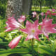 japanese-tea-garden-in-houston-texas-serenity-in-hermann-park