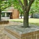 Wooden seating around trees