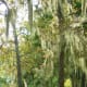 Spanish moss hanging from trees
