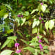 Meyer Park foliage
