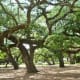 Majestic old oak trees make Baldwin Park special.