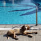 It's a dog's life!