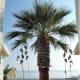 The palm tree by our mini villa.