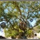 Grapevine balls hanging from trees at Tiny Boxwoods