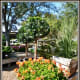 Tiny Boxwoods outdoor scenery