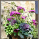 Pretty potted plant for sale