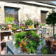Potted plants for sale at Tiny Boxwoods location