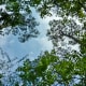 Houston Arboretum sky scenery