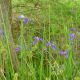 Iris and Bald Cypress tree near a bog