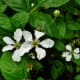 Blackberry plants in abundance