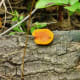 Colorful Mushroom growing on a log