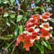 Trumpet vine at the Houston Arboretum