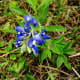 Bluebonnets