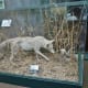 Coyote in a display case