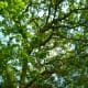 A Post Oak Tree at the Houston Arboretum can live up to 400 years.