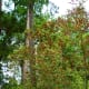 Scenery at the Houston Arboretum