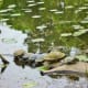 Turtles at Houston Arboretum
