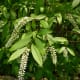 Sweetspire shrub at the Houston Arboretum
