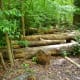 Many dead trees due to drought