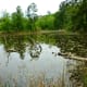 Wetlands areas at the Houston Arboretum