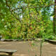 Outdoor classroom at the Houston Arboretum