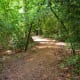 Houston Arboretum path through a wooded area