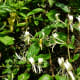Japanese honeysuckle