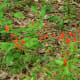 Tropical Salvia