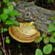 Beautiful turkey tail mushroom growing on a fallen tree at the Houston Arboretum